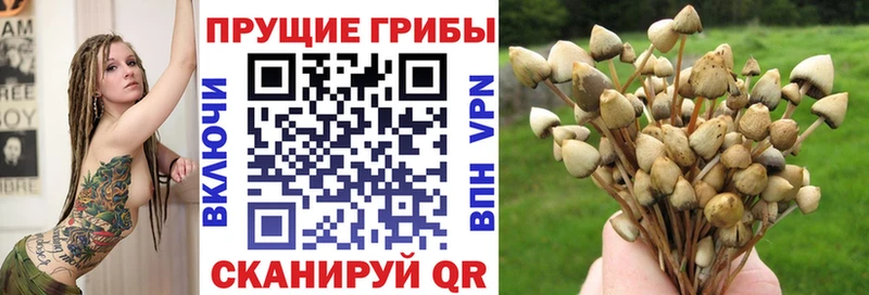 Купить  Радужный  Галлюциногенные грибы Psilocybine cubensis 